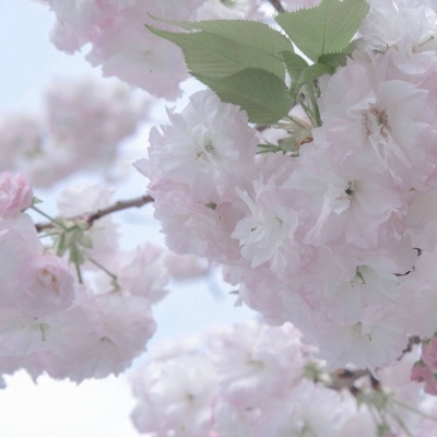 兽设节日场景设计FurryQQ群